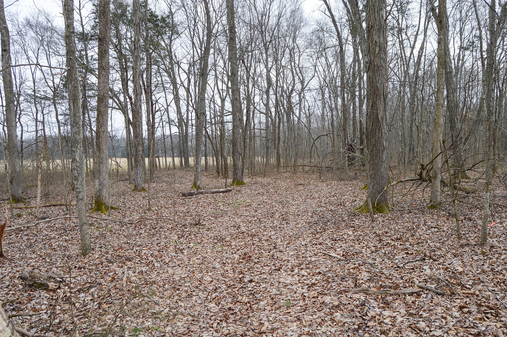 447 Pepper Hill Road Bell Buckle, TN 37020 - Photo 14 of 58 Gallery Image 14