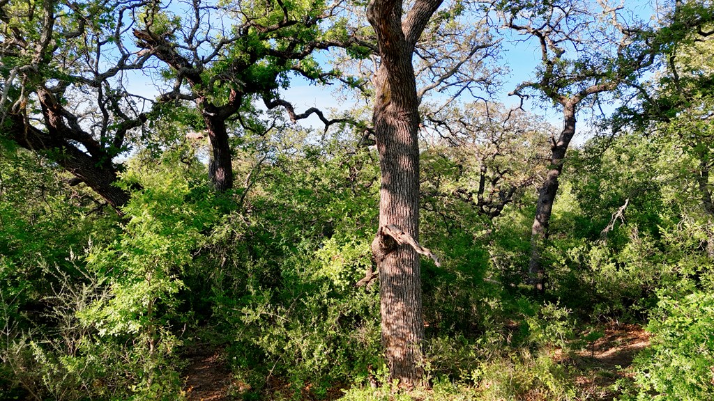 Tbd Tbd Madden Ranch Road Valley Spring, TX 76885 - Photo 25 of 46 Gallery Image 25