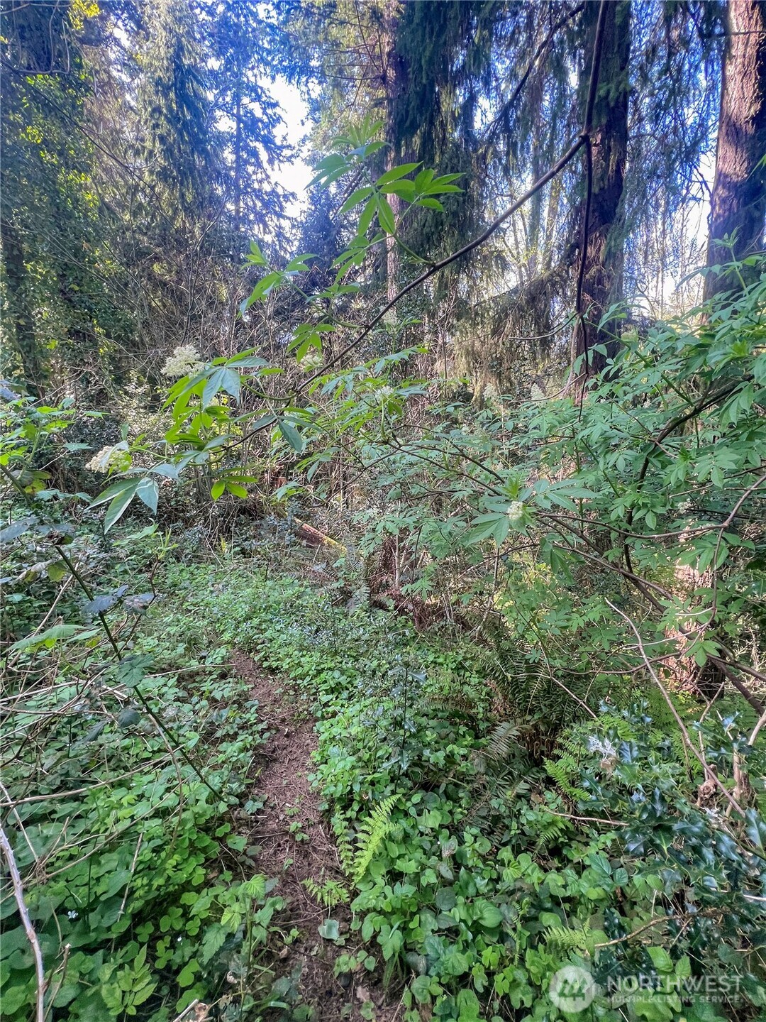 0 9th Avenue Aberdeen, WA 98520 - Photo 2 of 5 a view of a forest with lots of trees