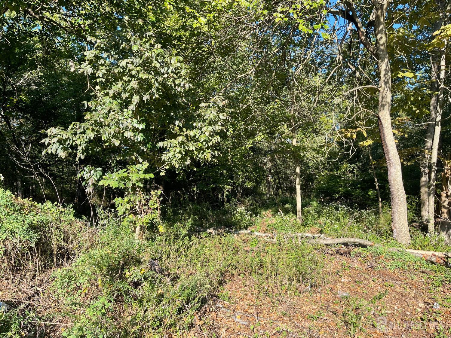 76 Woodland Road Piscataway, NJ 08854 - Photo 3 of 4 a view of a trees in a yard