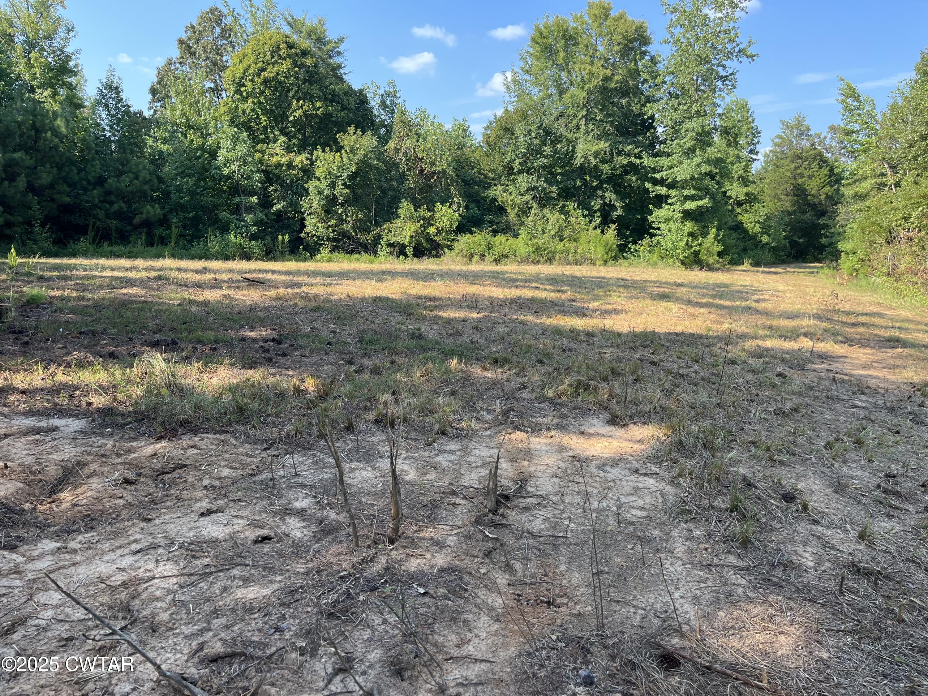 0 Cane Creek Road Lexington, TN 38351 - Photo 13 of 17 a view of a yard with a tree