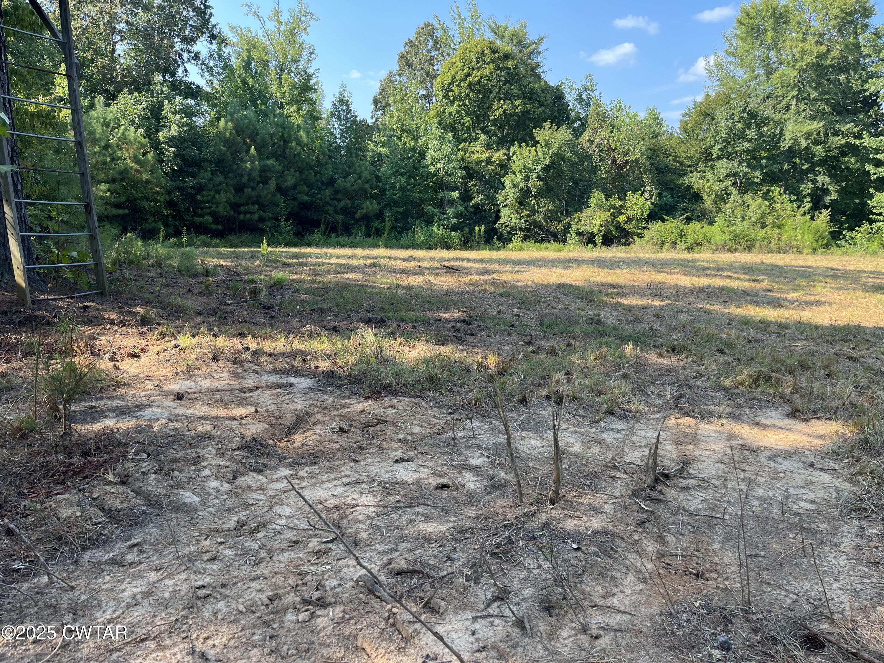 0 Cane Creek Road Lexington, TN 38351 - Photo 14 of 17 a view of a yard with a tree