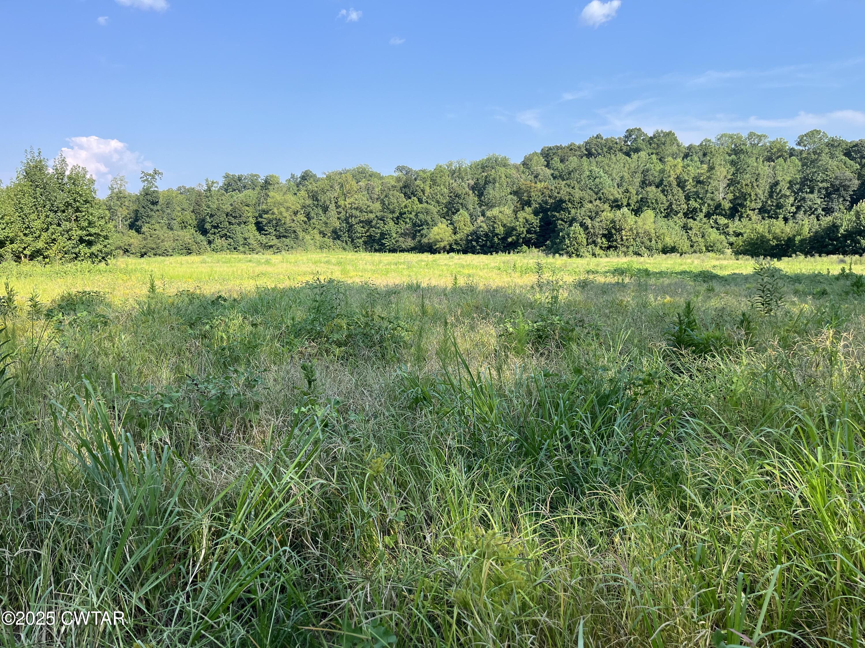0 Cane Creek Road Lexington, TN 38351 - Photo 8 of 17 a view of a green field with trees in the background