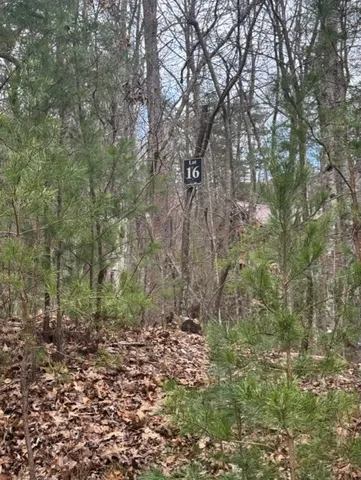 a view of a forest with trees