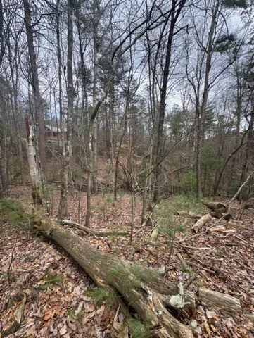 a view of a forest with trees