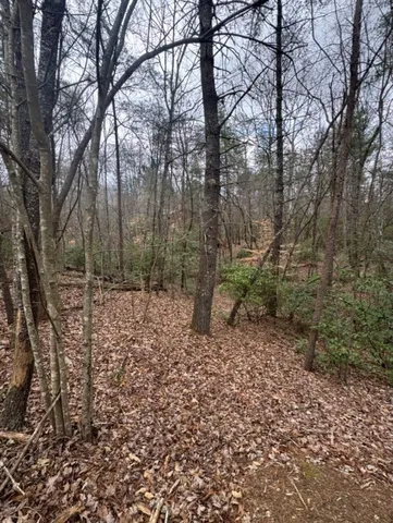 a big yard with lots of green space