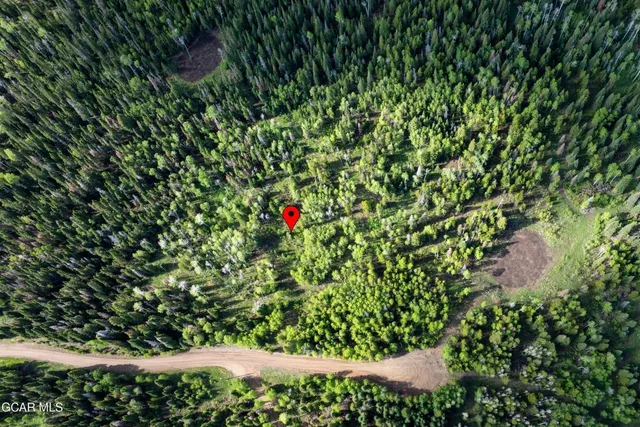 a view of a tree in a garden
