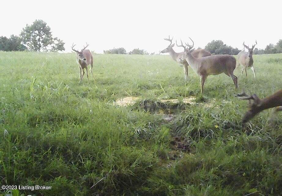 1-7 Burgin-Noel Road Bloomfield, KY 40008 - Photo 19 of 23 Trail Cam 1