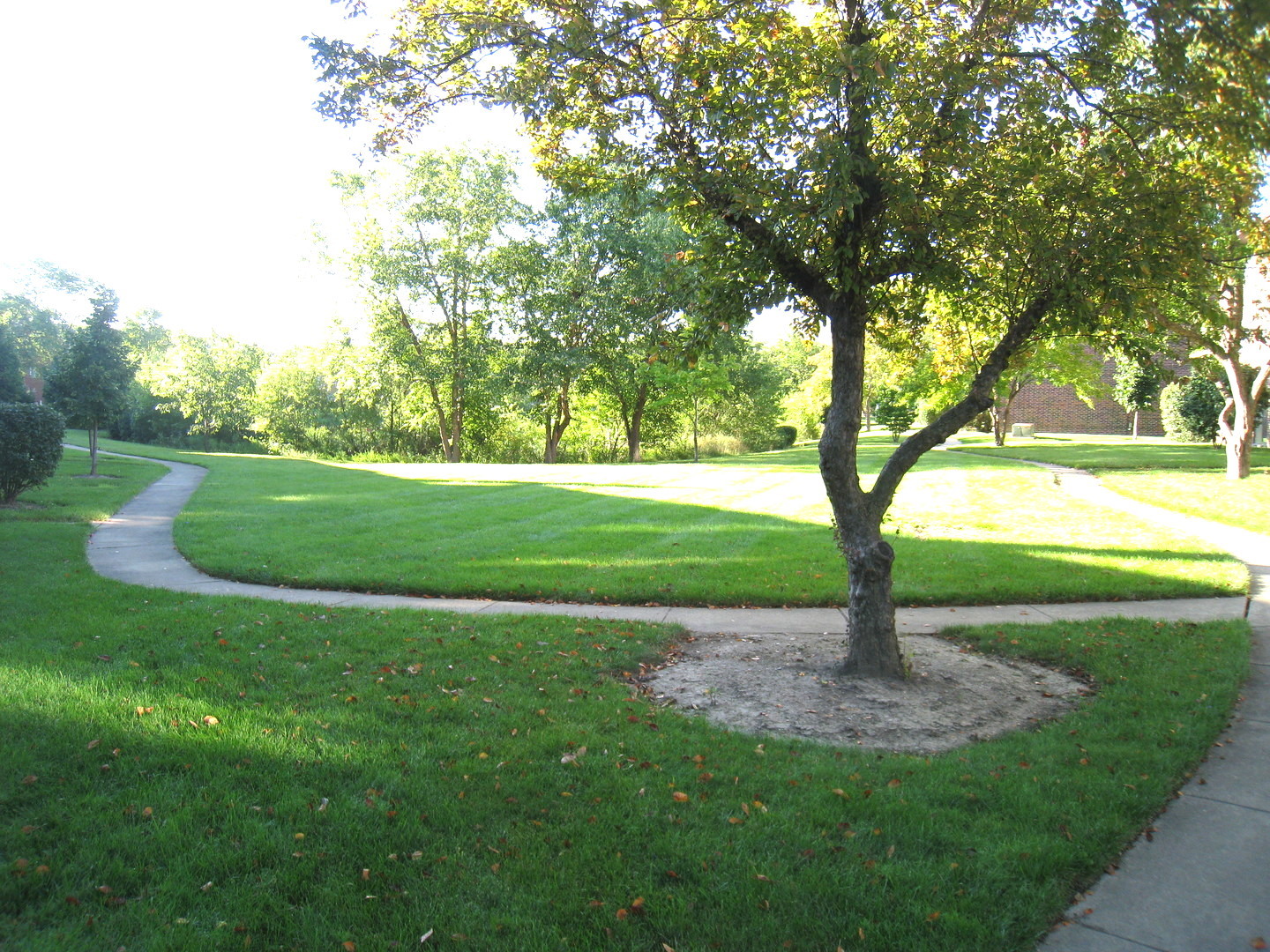 187 Pickwick Drive, Unit 1A Schaumburg, IL 60193 - Photo 16 of 17 a view of a garden with a tree