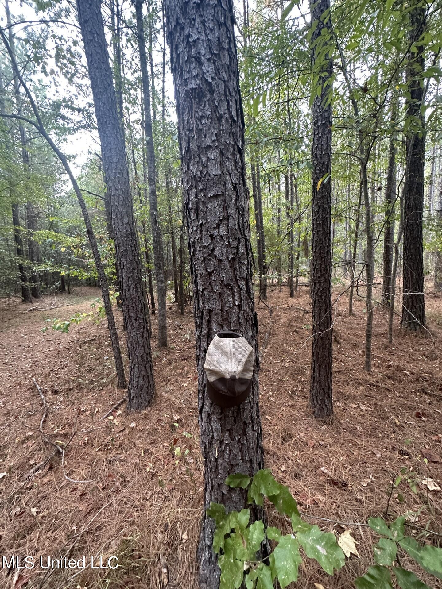 North Turnage Road Pelahatchie, MS 39145 - Photo 21 of 27 thumbnail_IMG_7425