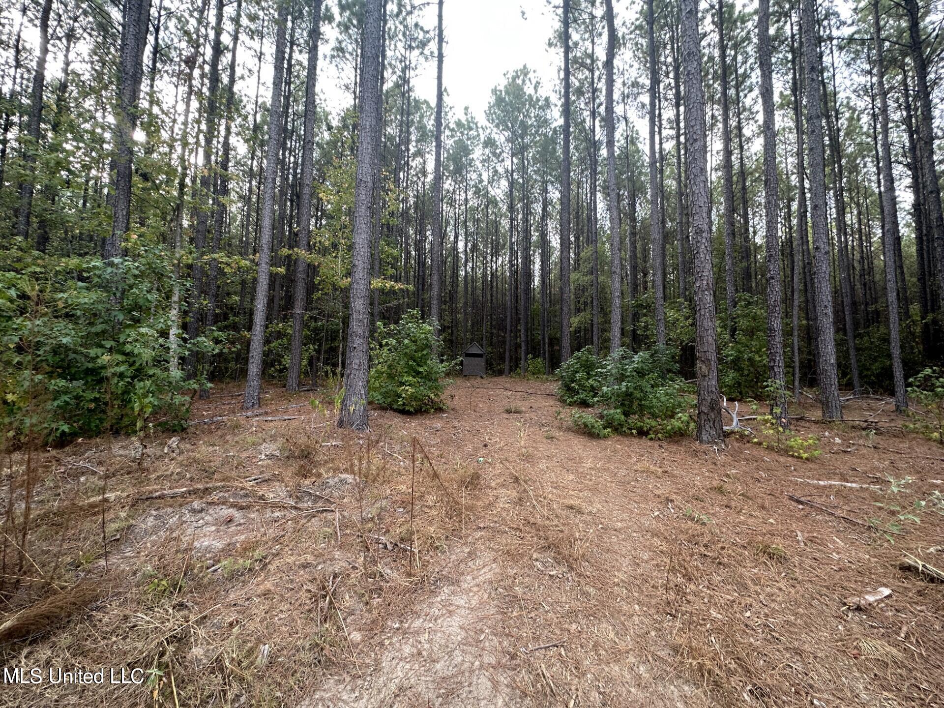 North Turnage Road Pelahatchie, MS 39145 - Photo 23 of 27 thumbnail_IMG_7428
