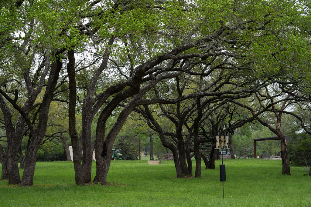 426 Mill Run New Braunfels, TX 78132 - Photo 4 of 40 a big yard with large trees