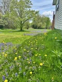 58 Catlin Hill Road Catlin, NY 14812 - Photo 9 of 23 Side Lawn View 2