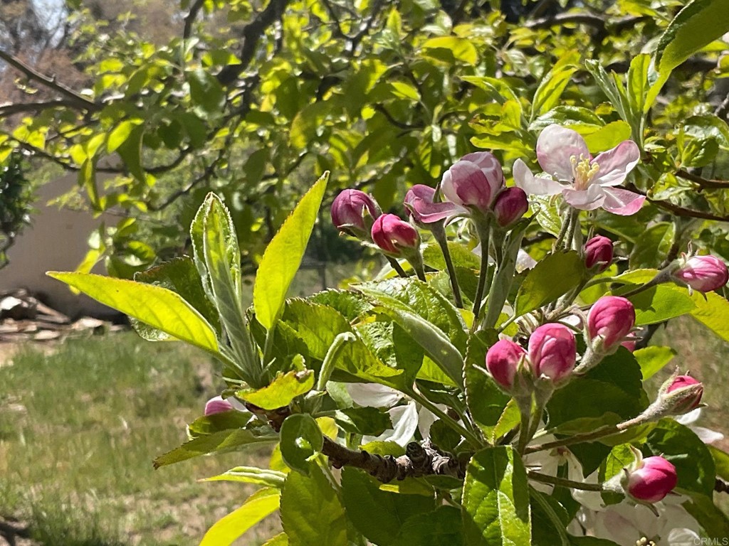32830 Birch Hill Road Palomar Mountain, CA 92060 - Photo 11 of 11