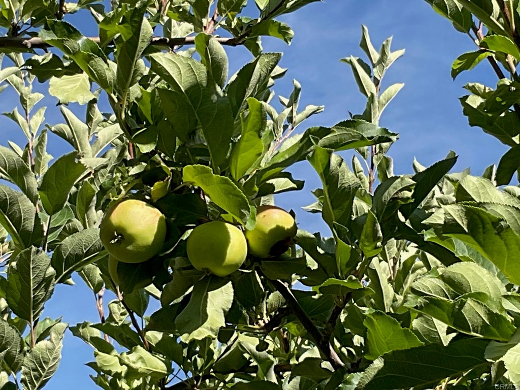 32830 Birch Hill Road Palomar Mountain, CA 92060 - Photo 6 of 11