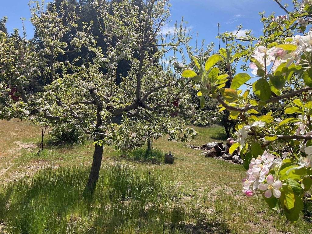 32830 Birch Hill Road Palomar Mountain, CA 92060 - Photo 9 of 11