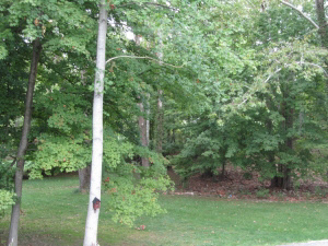 1535 Palestine Road Bedford, IN 47421 - Photo 3 of 12