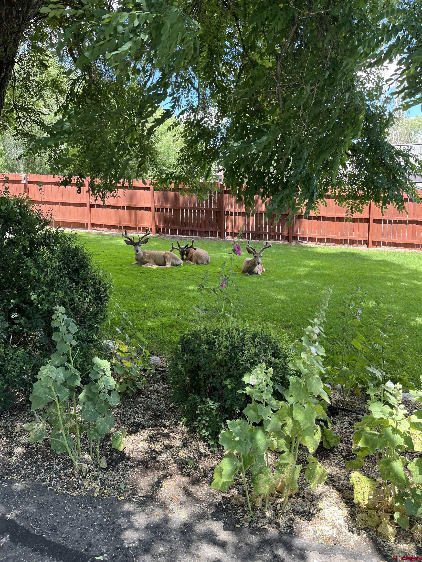 3649 Main Avenue Durango, CO 81301 - Photo 34 of 34 a view of yard with green space