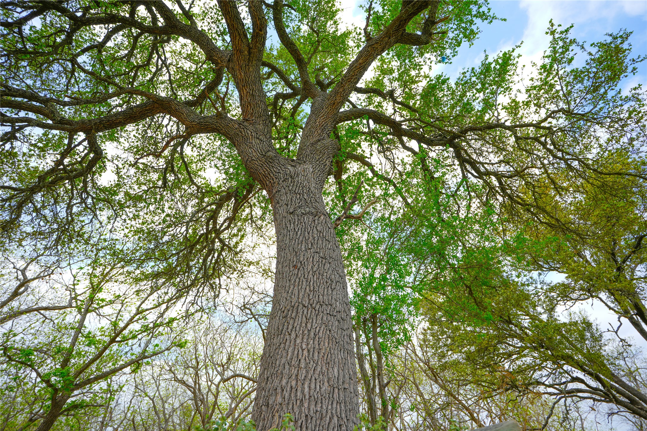 6980 Doss-Spring Creek Road Fredericksburg, TX 78624 - Photo 17 of 20 One of the many mature trees throughout the property.