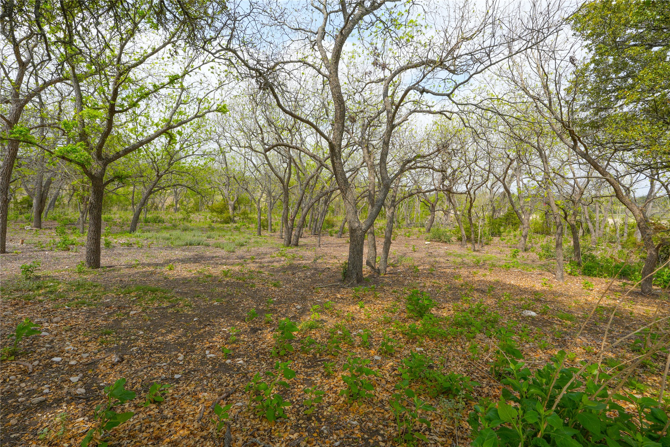6980 Doss-Spring Creek Road Fredericksburg, TX 78624 - Photo 18 of 20 Oak and pecan trees.