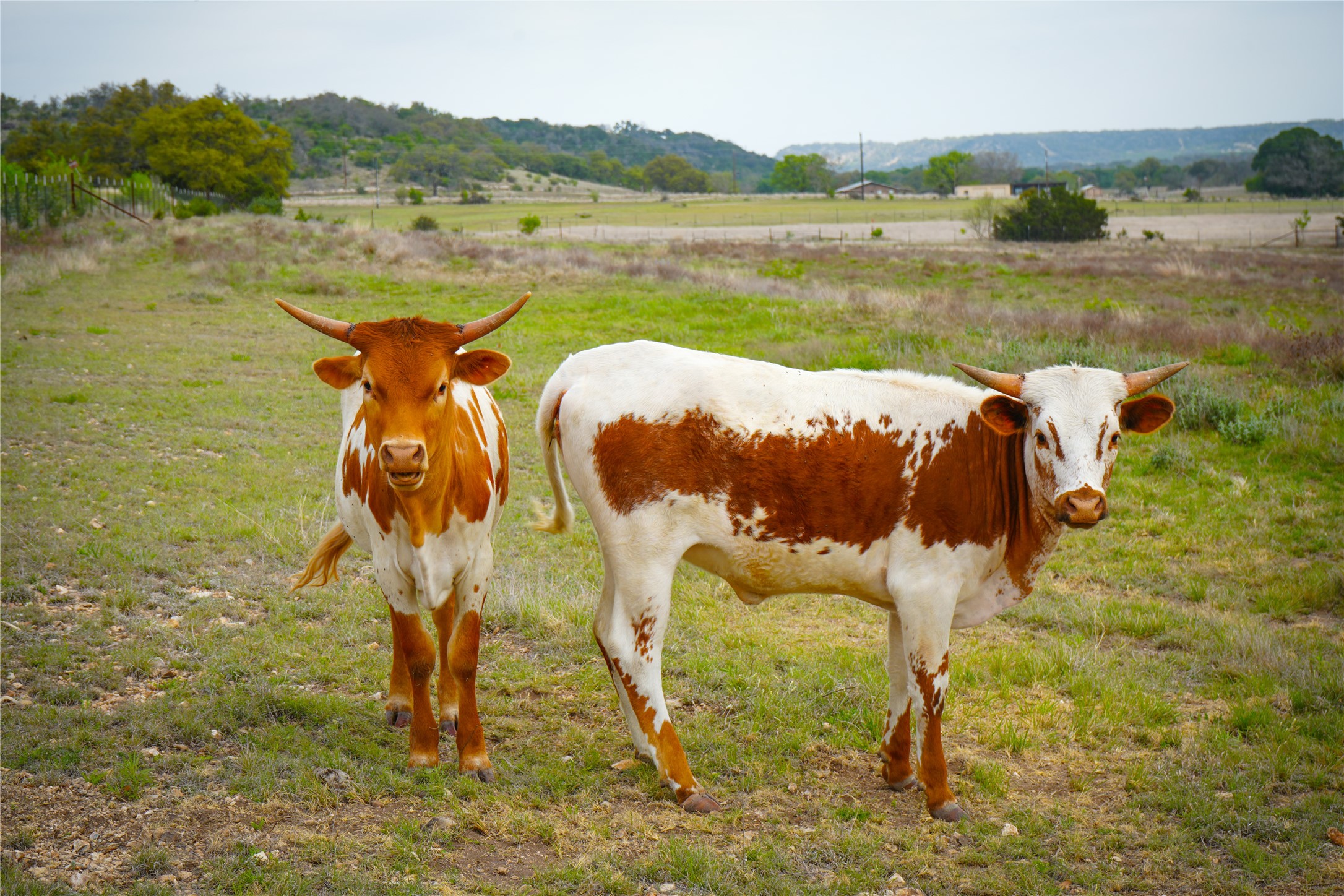 6980 Doss-Spring Creek Road Fredericksburg, TX 78624 - Photo 20 of 20 2 residents of the property that can convey if buyer desires.