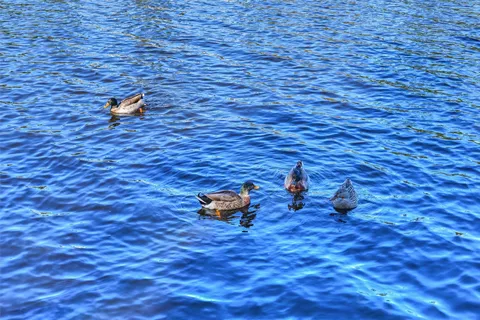 $1,645,000 | 23 Ripple Rush Court, The Woodlands, TX 77381