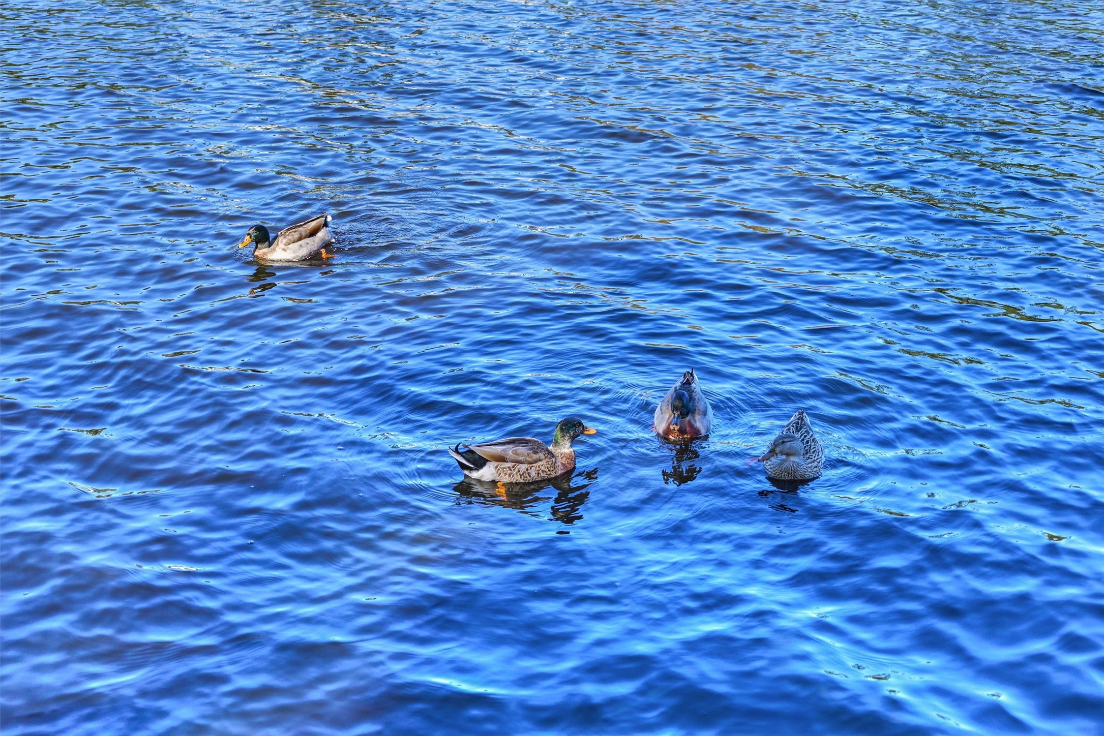 23 Ripple Rush Court The Woodlands, TX 77381 - Photo 27 of 32 The Woodlands takes pride in its preservation of nature and wildlife!