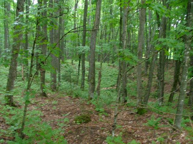 Lot 2 Wildcat Road Presque Isle, WI 54557 - Photo 6 of 8 Gallery Image 6