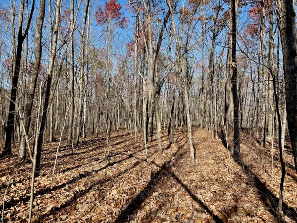a view of a backyard with pathway