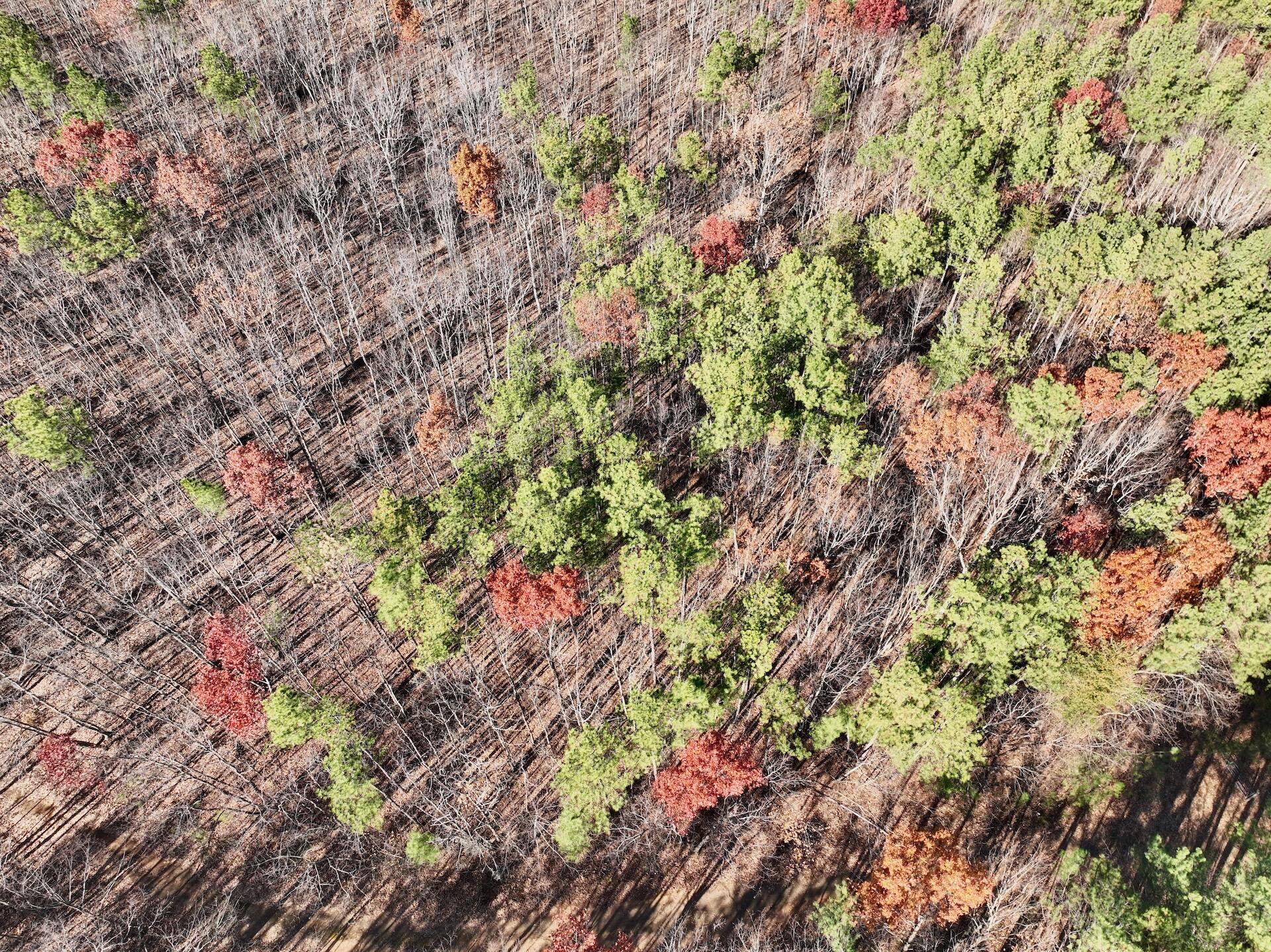 0 Lemon Ridge Lane Appomattox, VA 24522 - Photo 16 of 36 a backyard of a house with a tree
