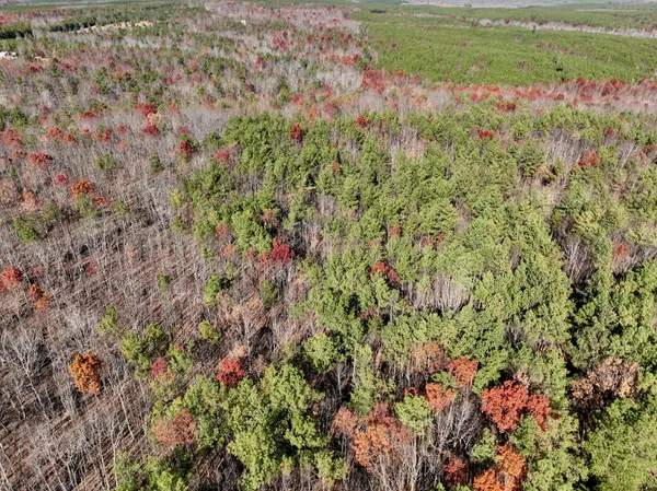 a close up of a plant