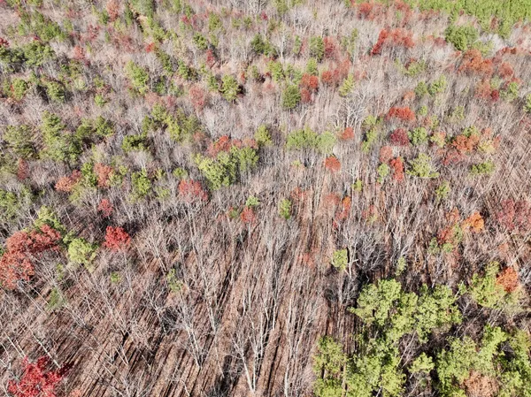 a view of a yard with a plant