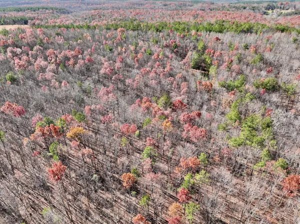 a view of a forest with a tree