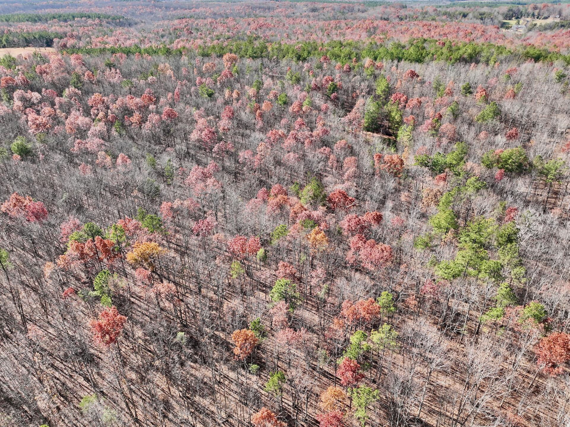 0 Lemon Ridge Lane Appomattox, VA 24522 - Photo 19 of 36 a view of a yard with a plant