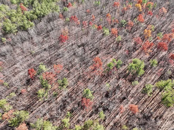 a view of backyard with green space