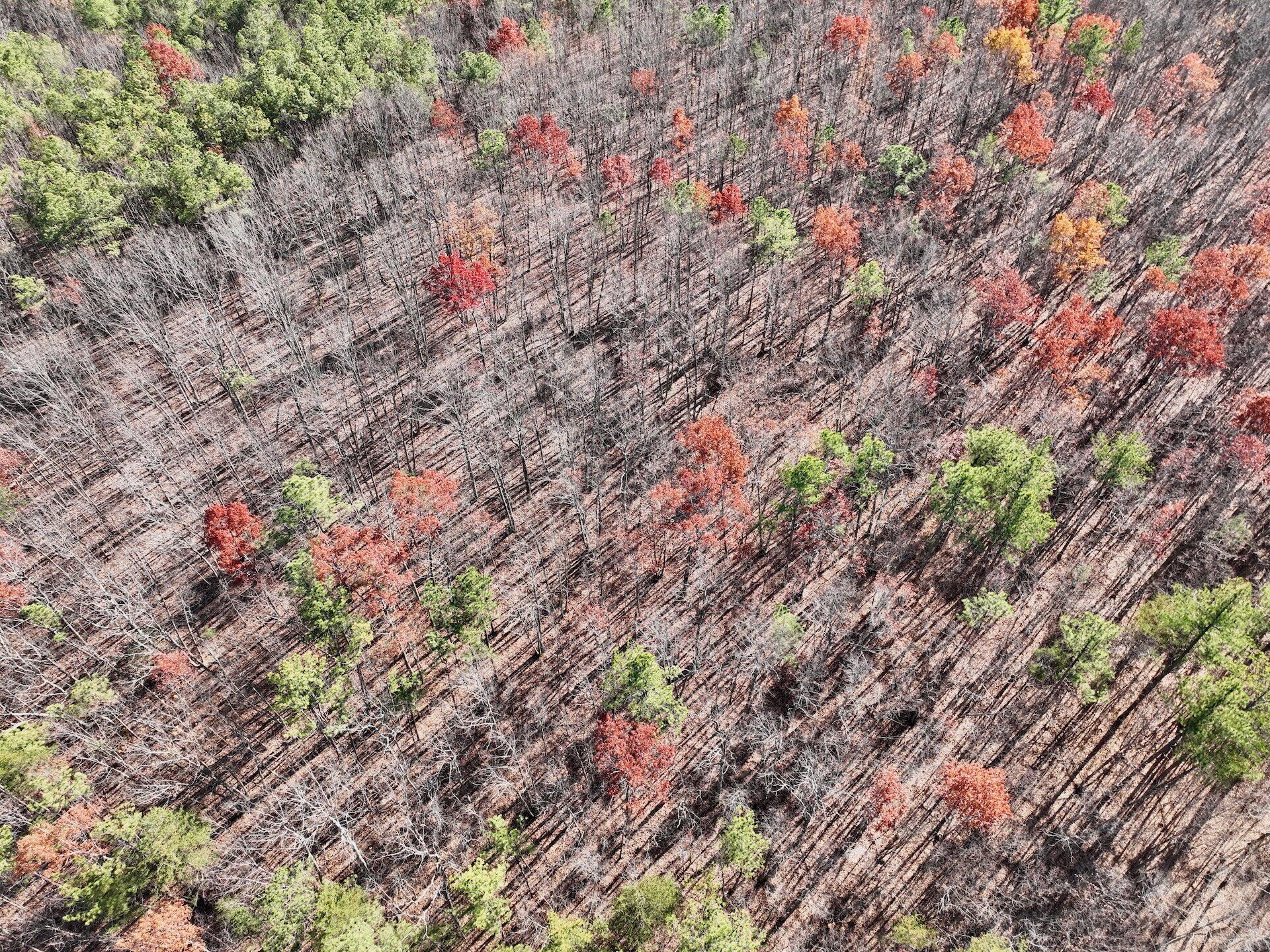 0 Lemon Ridge Lane Appomattox, VA 24522 - Photo 21 of 36