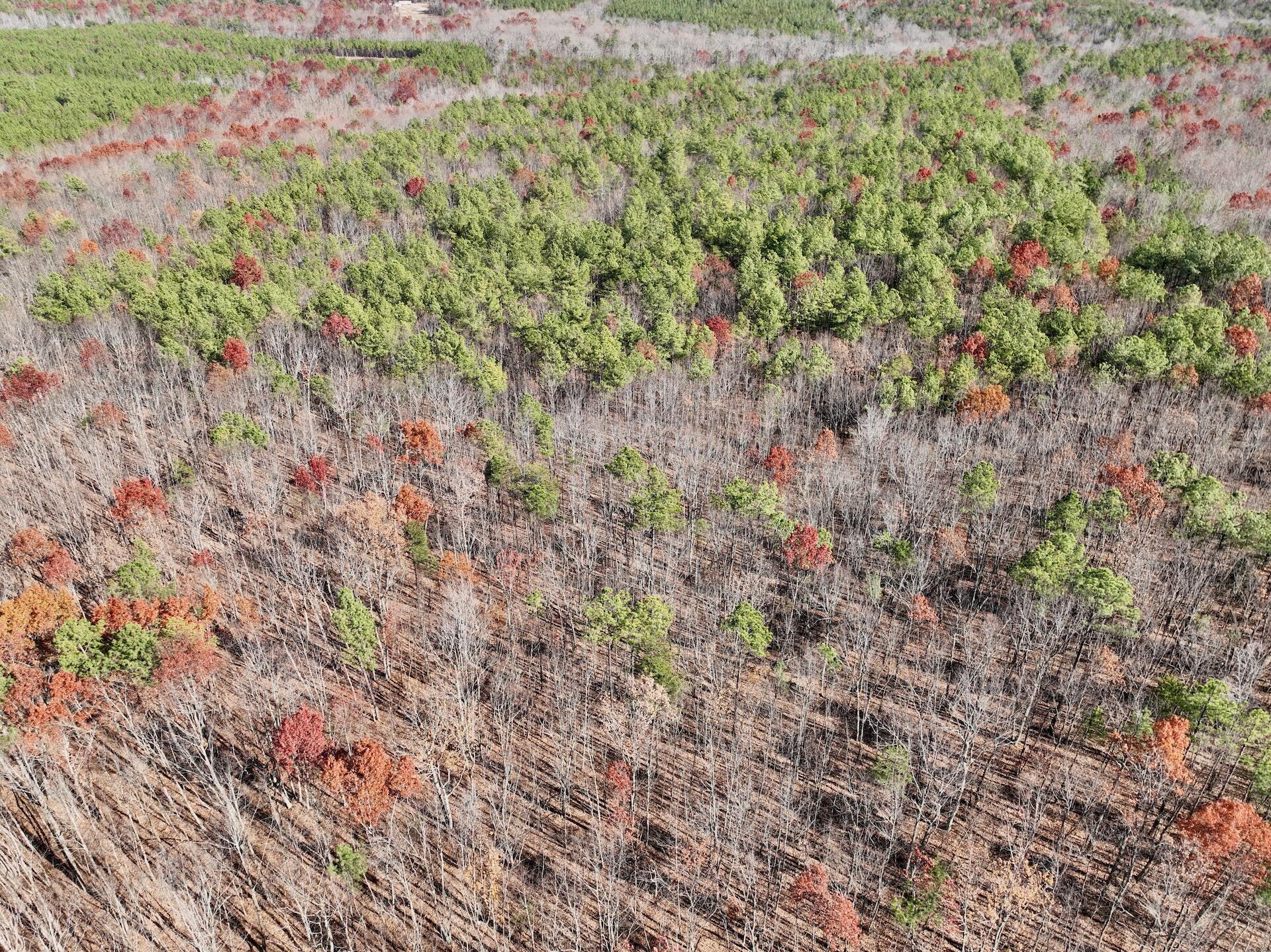0 Lemon Ridge Lane Appomattox, VA 24522 - Photo 22 of 36 a view of a forest with a tree