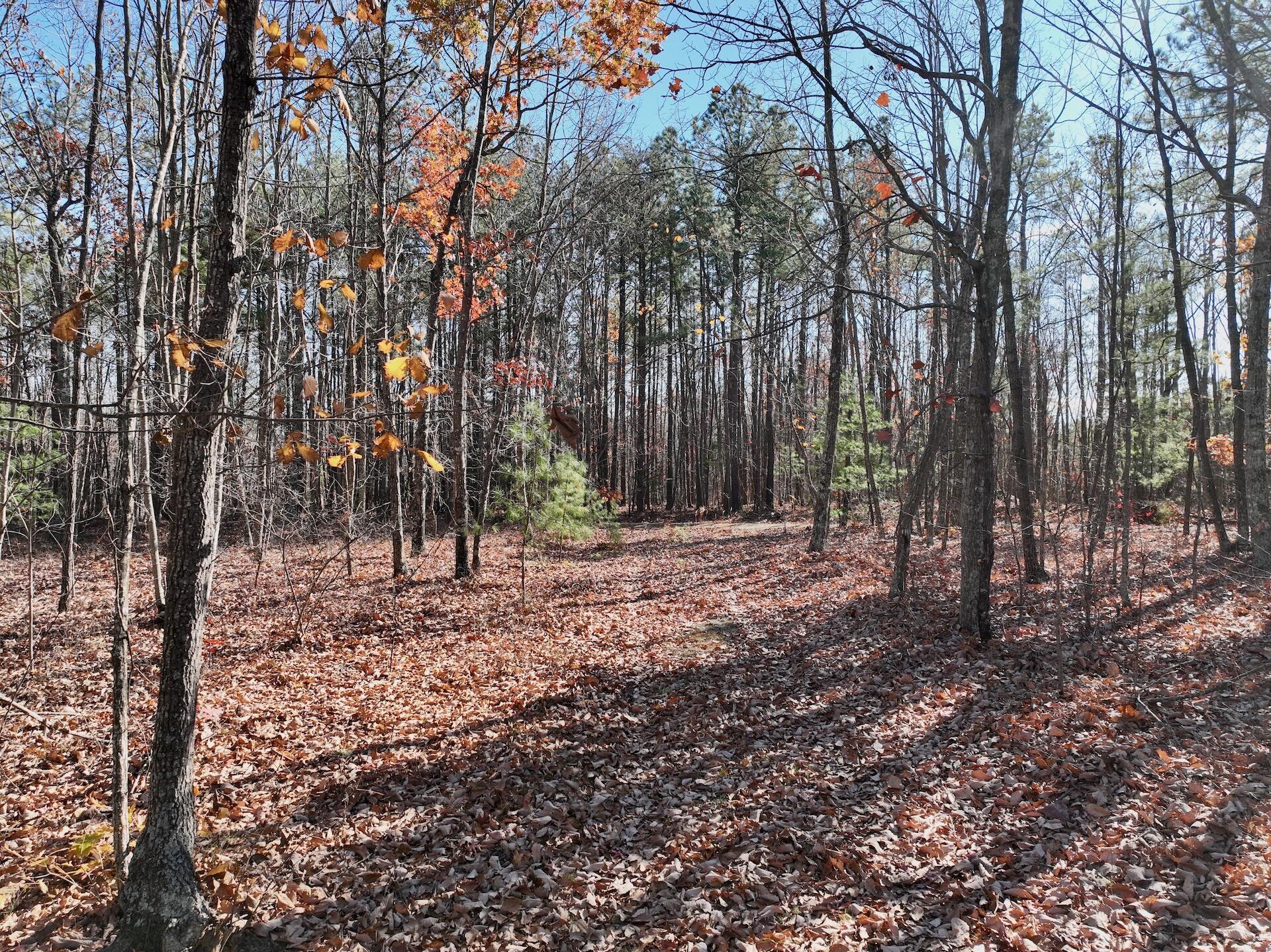 0 Lemon Ridge Lane Appomattox, VA 24522 - Photo 23 of 36 a view of outdoor space with trees