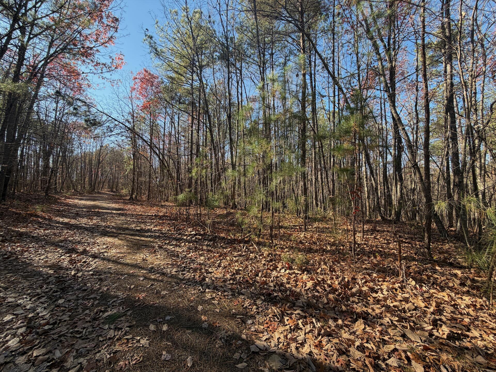 0 Lemon Ridge Lane Appomattox, VA 24522 - Photo 24 of 36 a view of backyard with green space