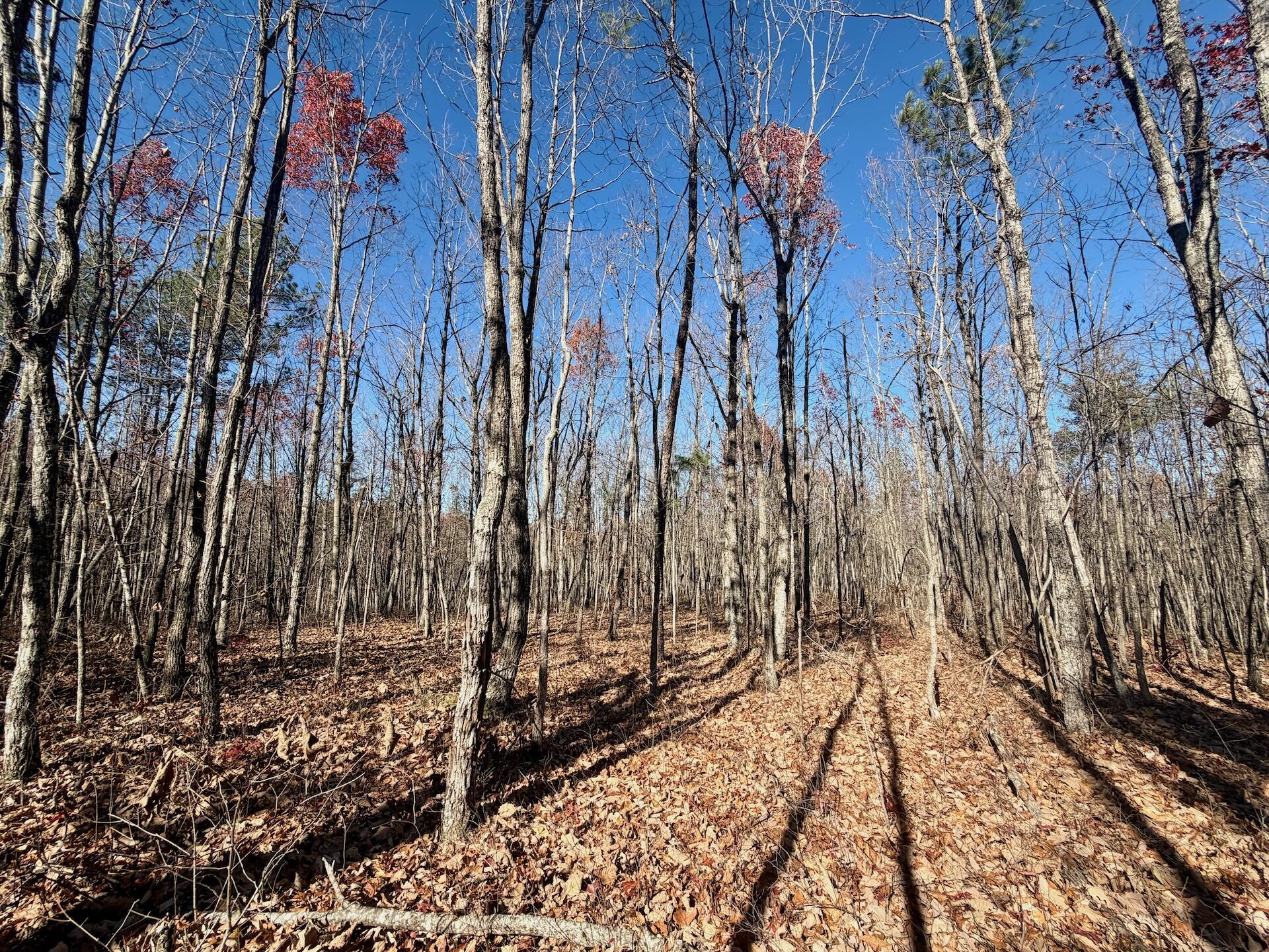 0 Lemon Ridge Lane Appomattox, VA 24522 - Photo 27 of 36 a view of entryway with wooden floor