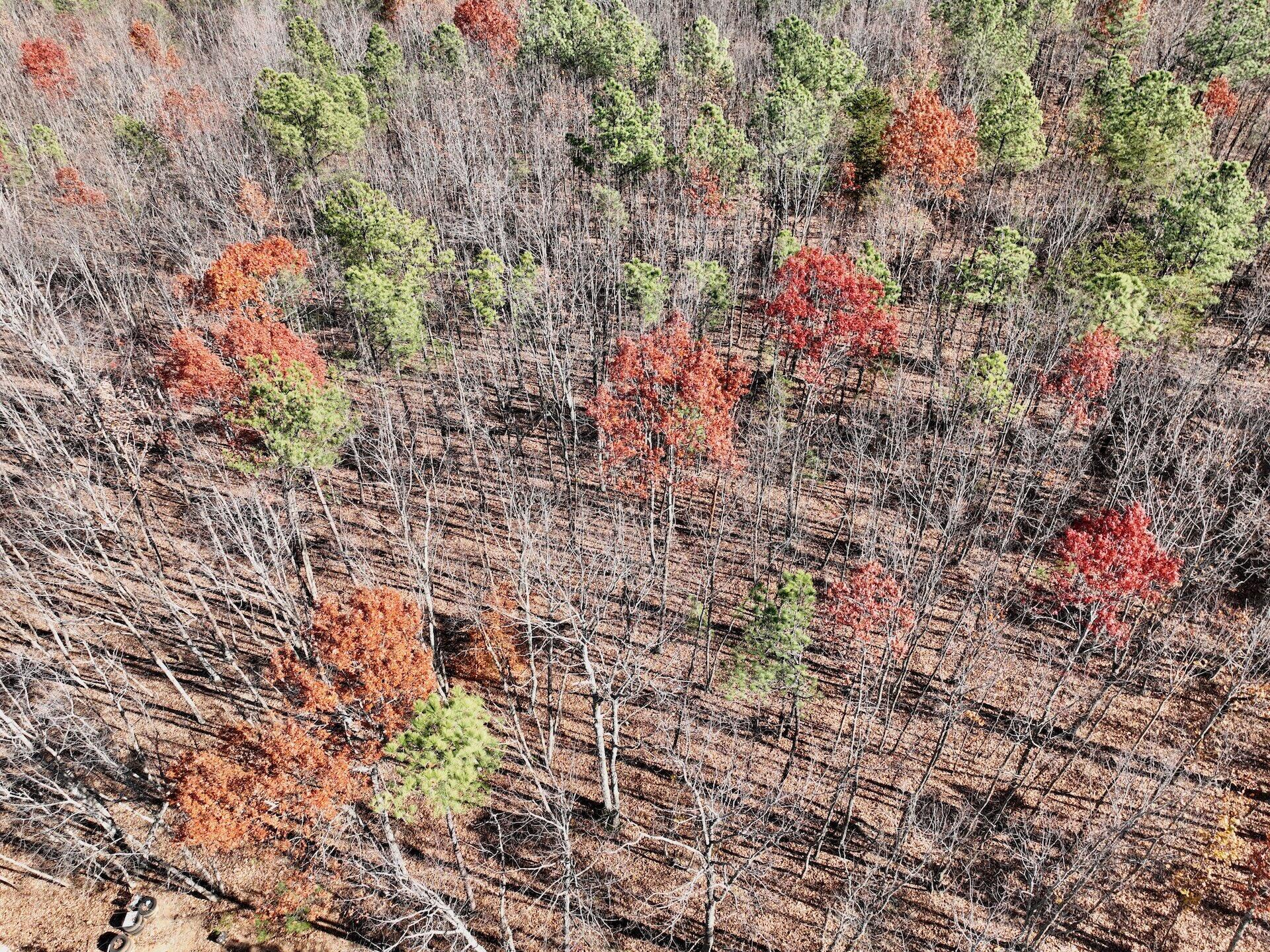 0 Lemon Ridge Lane Appomattox, VA 24522 - Photo 30 of 36 a view of house with yard and tree