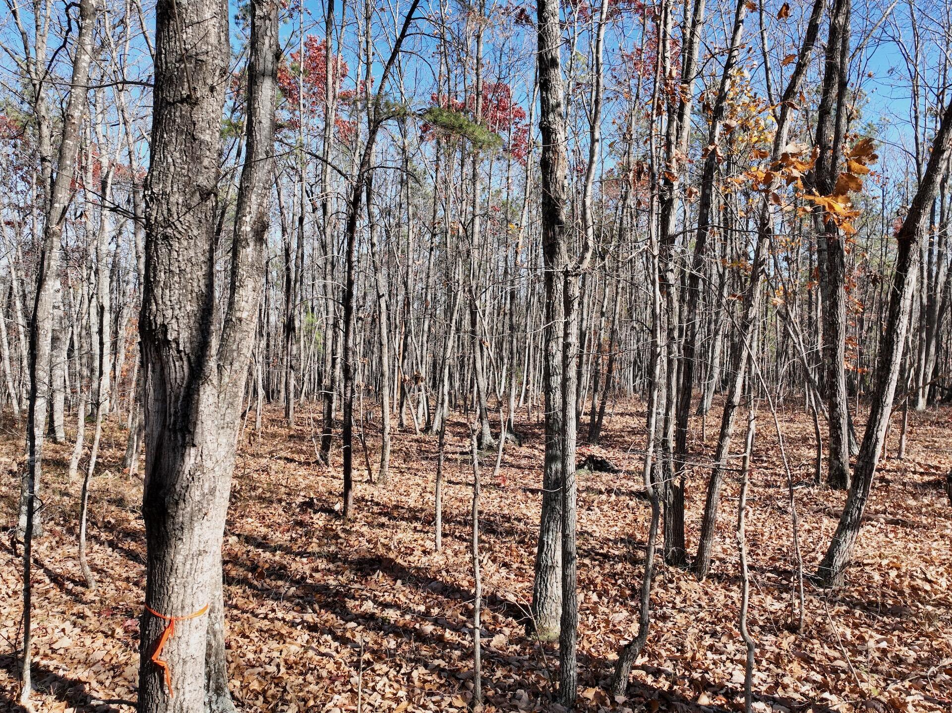 0 Lemon Ridge Lane Appomattox, VA 24522 - Photo 31 of 36 a view of a garden