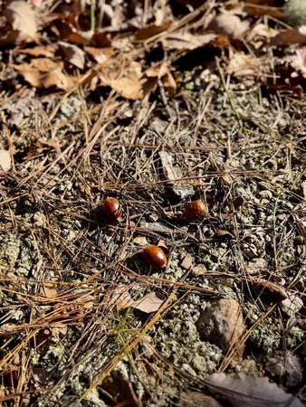 $57,500 | 0 Lemon Ridge Lane, Appomattox, VA 24522