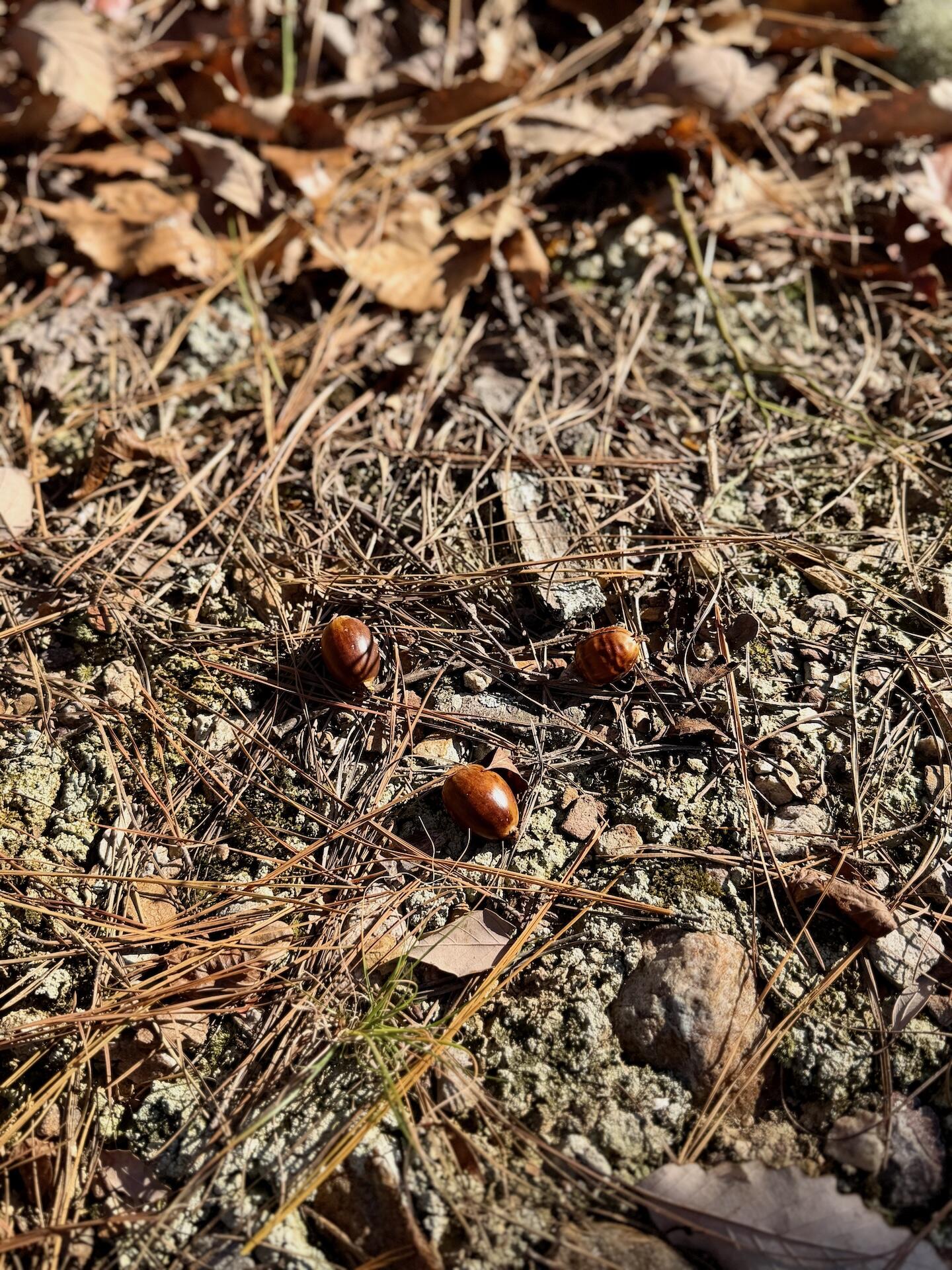 0 Lemon Ridge Lane Appomattox, VA 24522 - Photo 32 of 36 a view of a tree