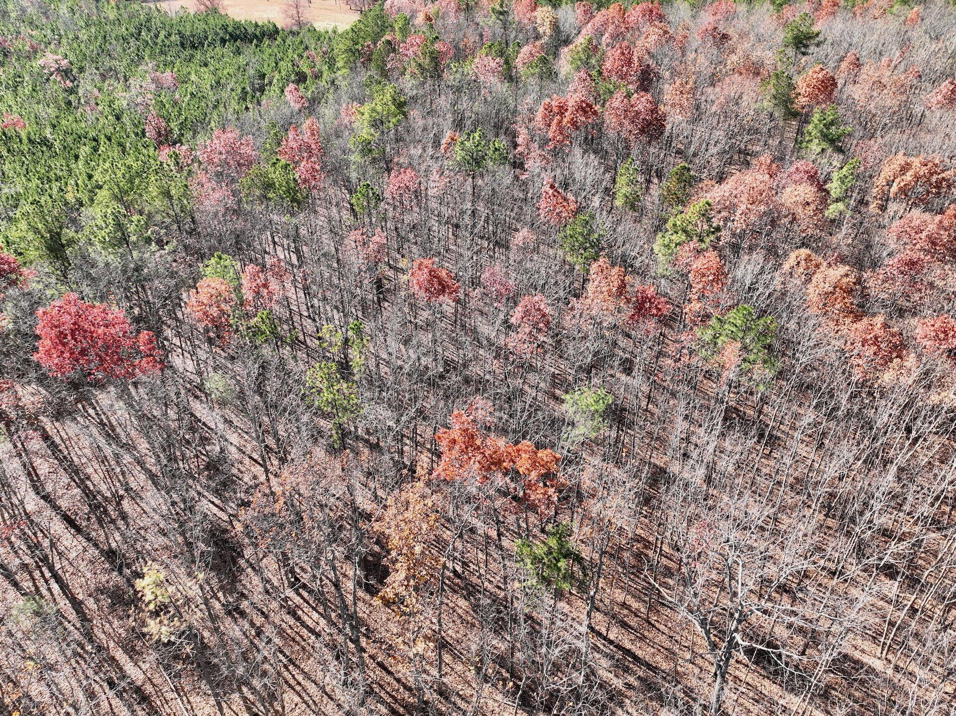 0 Lemon Ridge Lane Appomattox, VA 24522 - Photo 5 of 36 a view of a yard