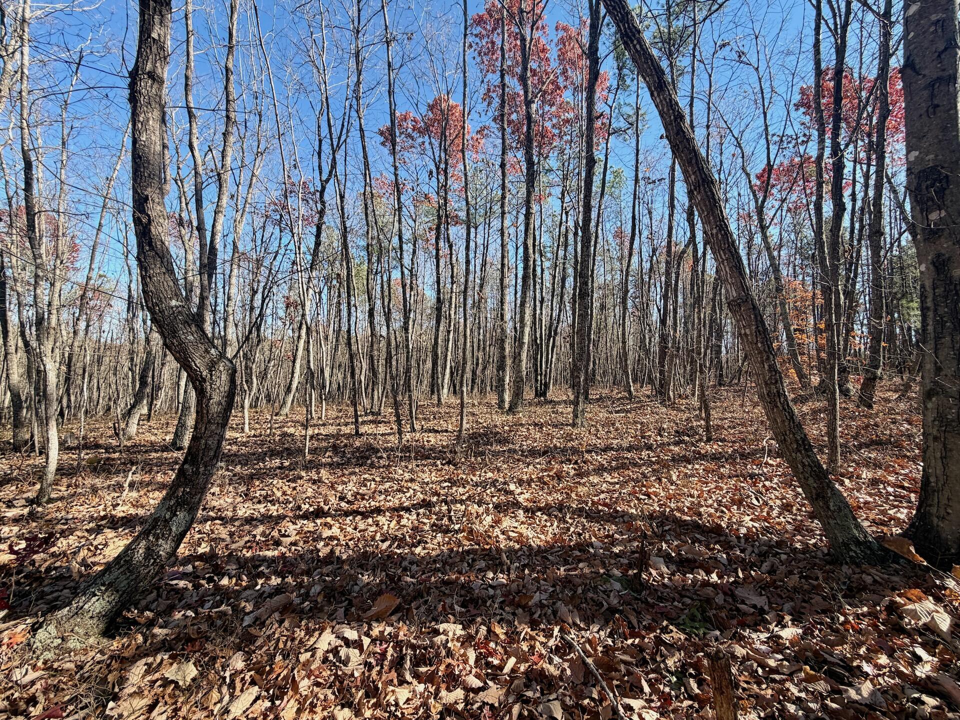 0 Lemon Ridge Lane Appomattox, VA 24522 - Photo 8 of 36 a view of a backyard of the house