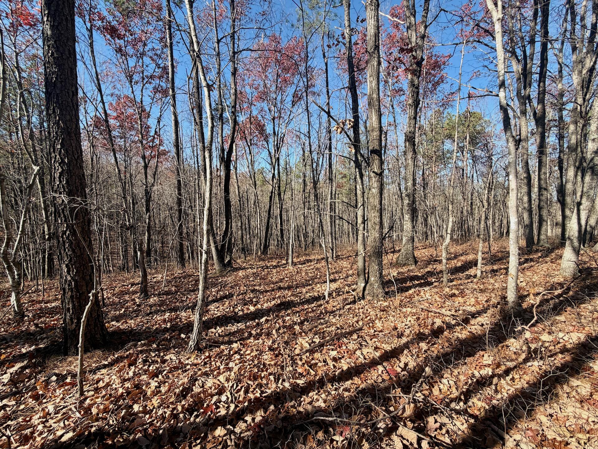 0 Lemon Ridge Lane Appomattox, VA 24522 - Photo 9 of 36 a backyard of a house with lots of green space