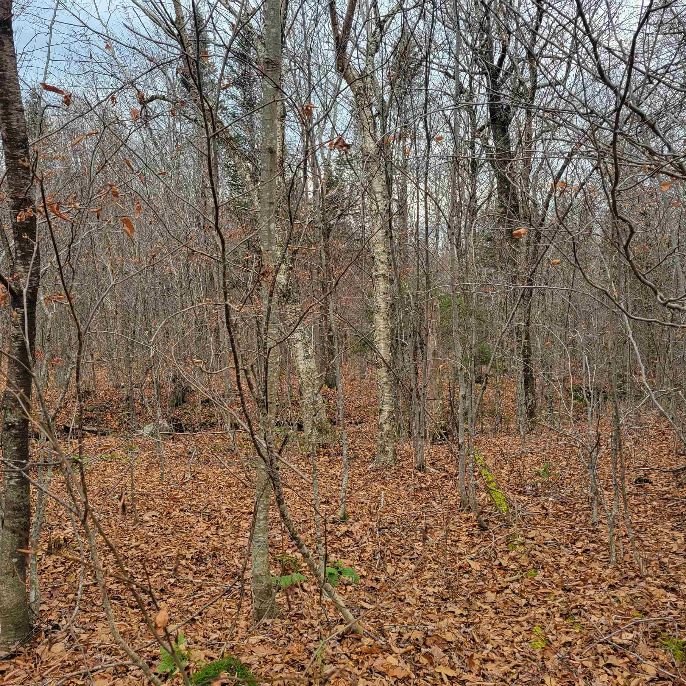 Orange Road Alexandria, NH 03222 - Photo 6 of 13 Gallery Image 6