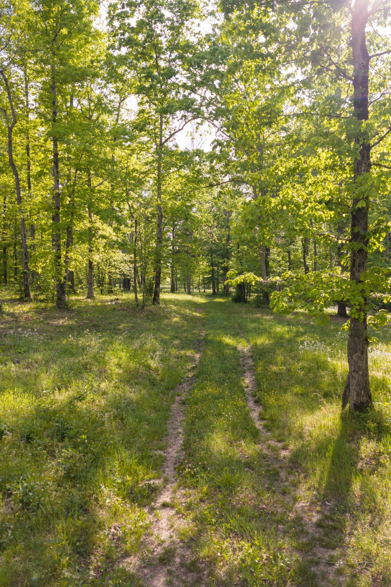 6415 Pinewood Road Nunnelly, TN 37137 - Photo 83 of 94 a view of yard with green space