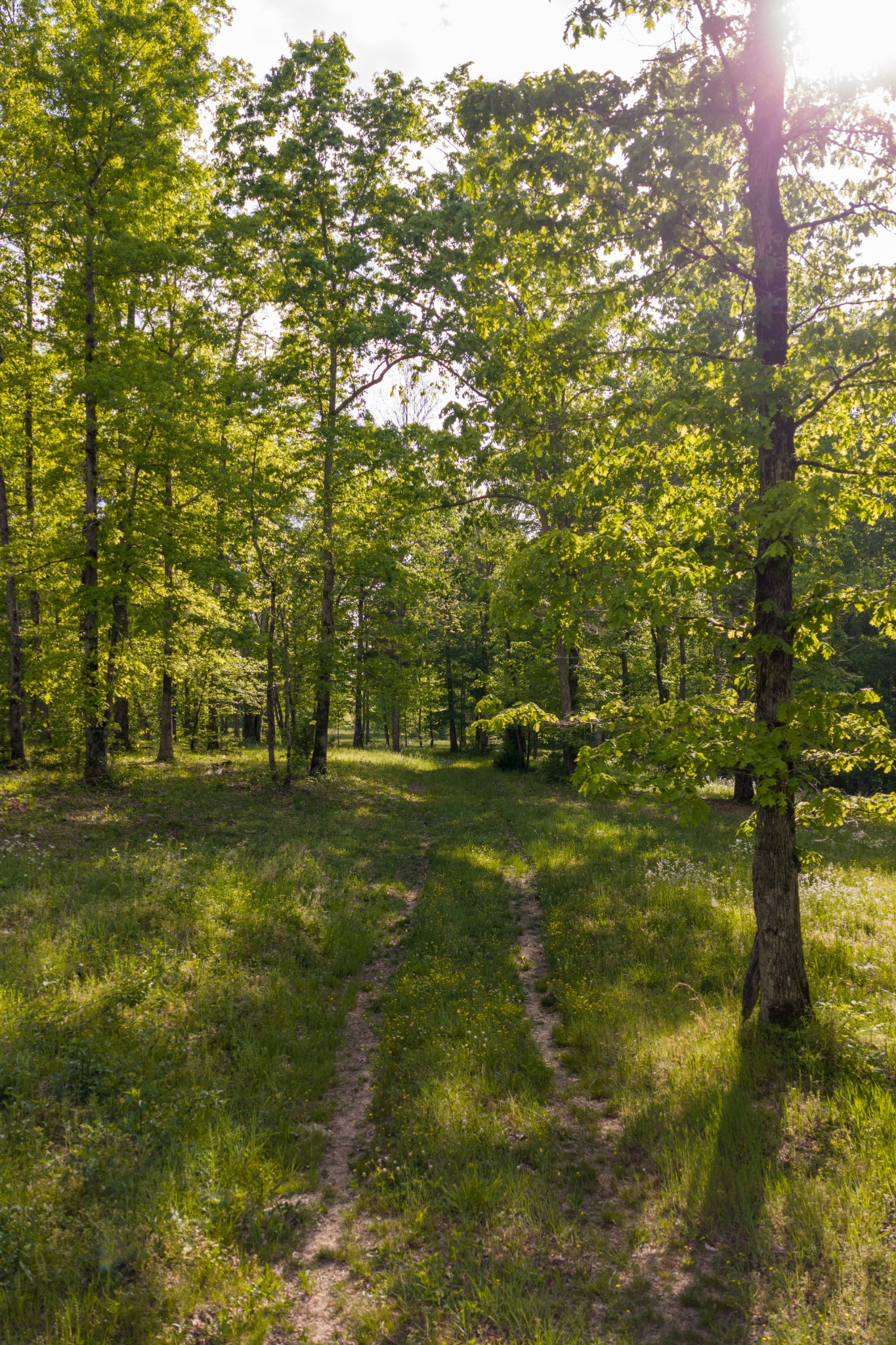 6415 Pinewood Road Nunnelly, TN 37137 - Photo 87 of 94